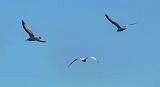 Gulls In Flight_DSCF4830-1